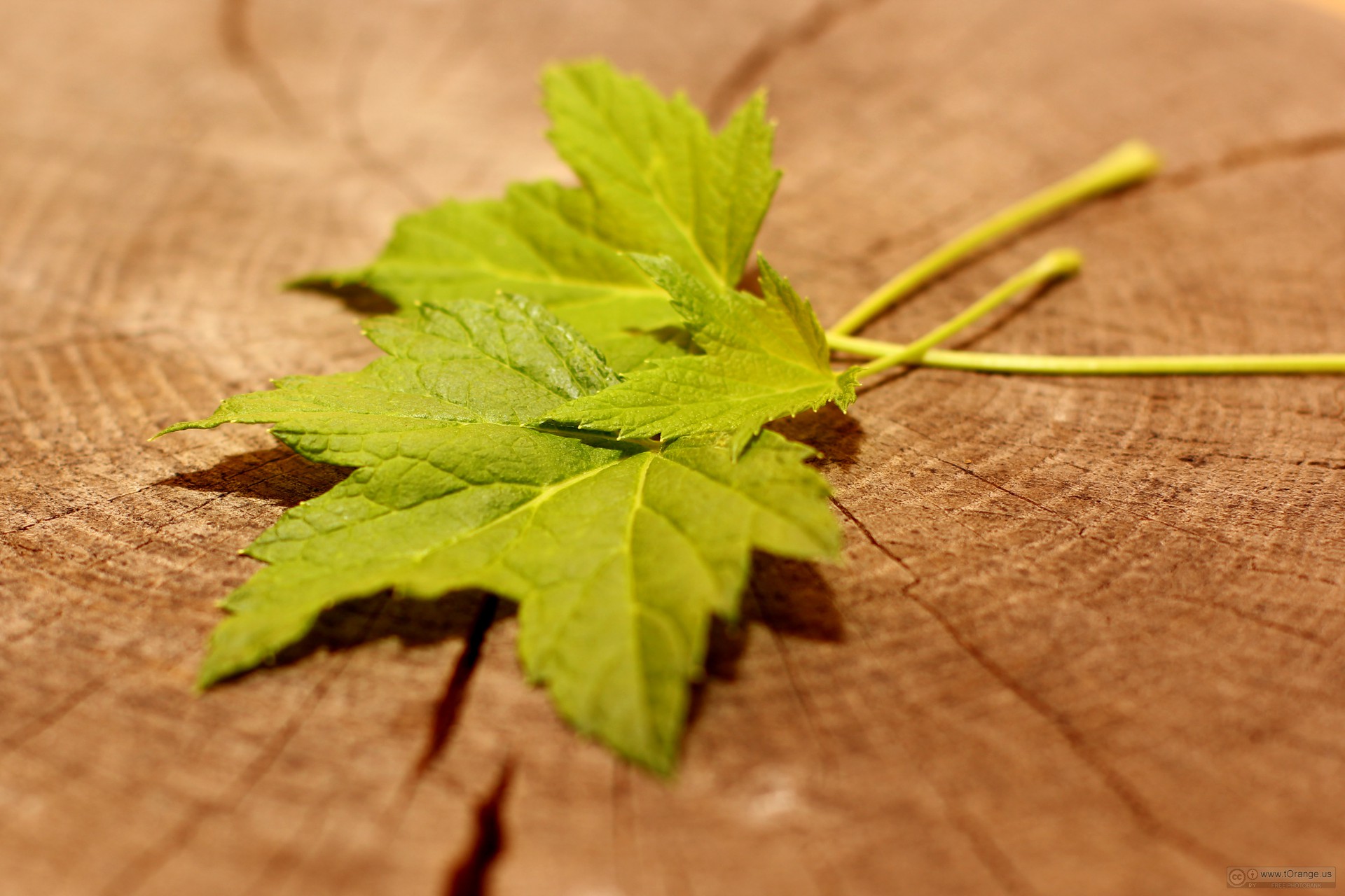 Greenwood County Library Ware Shoals Community Library Programs